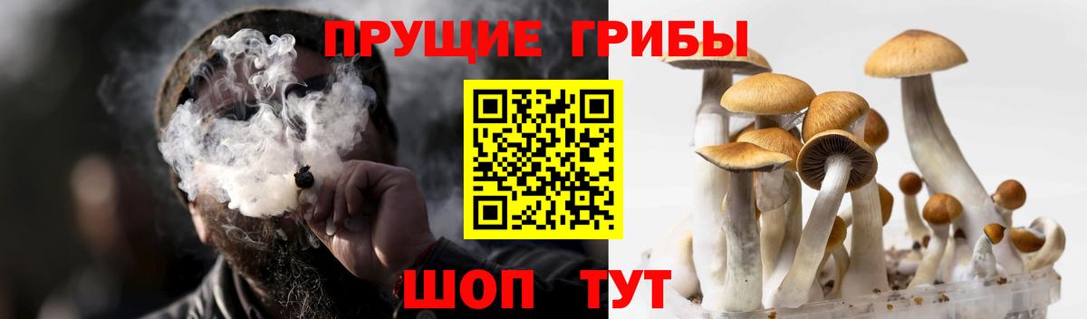 Псилоцибиновые грибы Psilocybine cubensis Магнитогорск